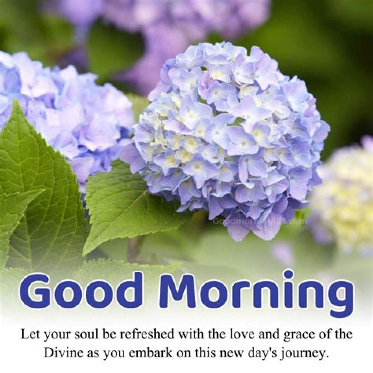 Embracing Sunday Blessings: Good Morning Divine Inspirations And Prayers