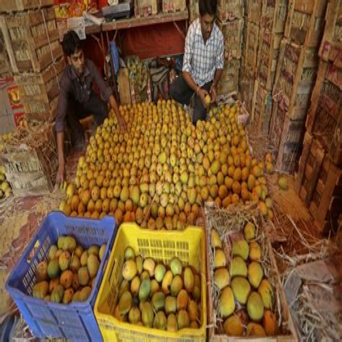 India’s annual mango harvest hit by damaging storms | Business and Economy