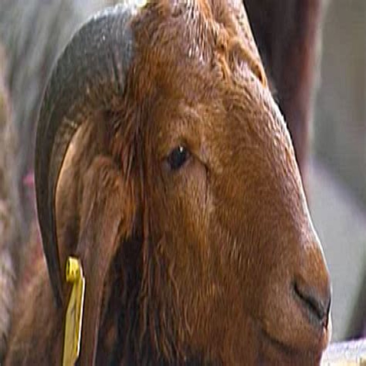 No Eid meat for Egypt’s poor | Business and Economy